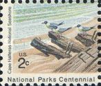 Laughing Gull (Leucophaeus atricilla)