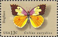 California Dogface (Colias eurydice)