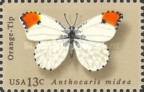 Orange Tip (Anthocharis cardamines)