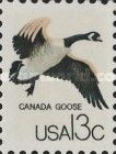 Canada Goose (Branta canadensis)