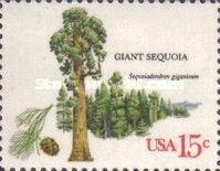 Giant Sequoia (Sequoiadendron giganteum)