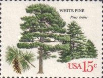 White Pine (Pinus strobus)