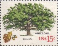 White Oak (Quercus alba)