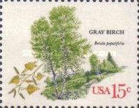 Gray Birch (Betula populifolia)