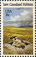 American Badger (Taxidea taxus) 