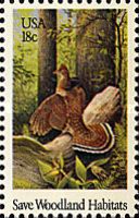 Ruffed Grouse (Bonasa umbellus)