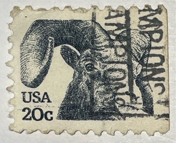 Bighorn Sheep (Ovis canadensis)
