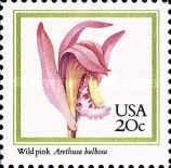 Wild Pink (Arethusa bulbosa)