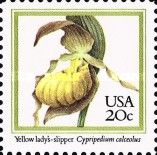 Yellow Lady's-slipper Orchid (Cypripedium calceolus)
