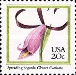 Spreading Pogonia Orchid (Cleistes divaricata)