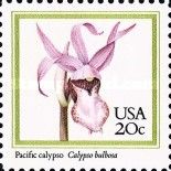 Pacific Calypso (Calypso bulbosa)