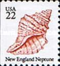 New England Neptune (Neptunea lyrata)