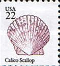 Calico Scallop (Argopecten gibbus)