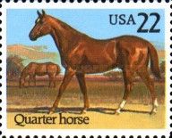 Quarter Horse (Equus ferus caballus)