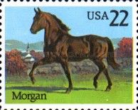 Morgan (Equus ferus caballus)
