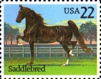 American Saddlebred Horse (Equus ferus caballus)
