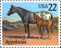 Appaloosa (Equus ferus caballus)