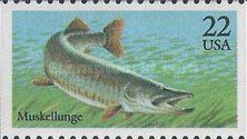 Muskellunge (Esox masquinongyi)