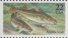 Atlantic Cod (Gadus morhua)
