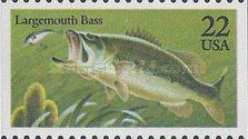 Largemouth Bass (Micropterus salmoides) 