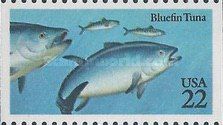 Atlantic Bluefin Tuna (Thunnus thynnus)