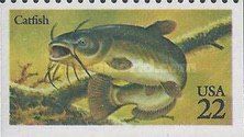 Black Bullhead Catfish (Ameiurus melas)