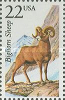 Bighorn Sheep (Ovis canadensis)