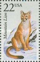 Mountain Lion (Felis concolor)