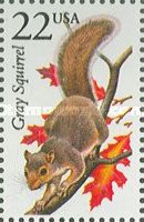 Eastern Grey Squirrel (Sciurus carolinensis)