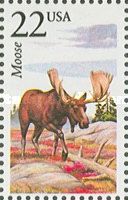 Moose (Alces alces)