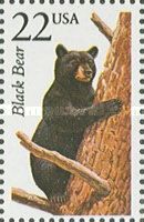 American Black Bear (Ursus americanus)
