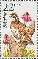Northern Bobwhite (Colinus virginianus)