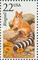 Ringtail (Bassariscus astutus)