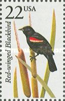 Red-winged Blackbird (Agelaius phoeniceus)