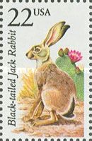 Black-tailed Jackrabbit (Lepus californicus)