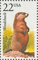 Woodchuck (Marmota monax)