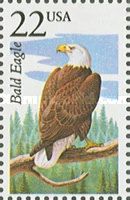 Bald Eagle (Haliaeetus leucocephalus)