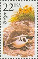American Badger (Taxidea taxus)