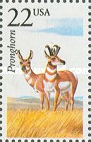 Pronghorn (Antilocapra americana)