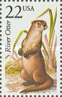 North American River Otter (Lontra canadensis)
