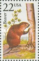 North American Beaver (Castor canadensis)