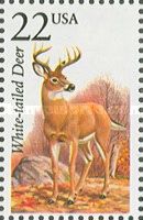 White-tailed Deer (Odocoileus virginianus)