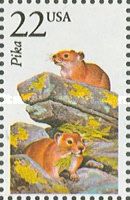 Collared Pika (Ochotona collaris)