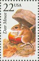 Eastern Deer Mouse (Peromyscus maniculatus)