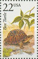 Common Box Turtle (Terrapene carolina)