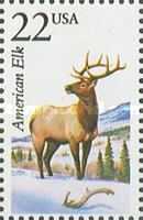 American Elk (Cervus canadensis)