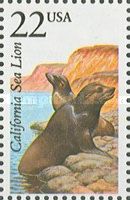 California Sea Lion (Zalophus californianus)