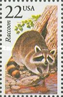 Raccoon (Procyon lotor)