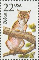 Bobcat (Lynx rufus)