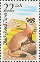 Black-footed Ferret (Mustela nigripes)